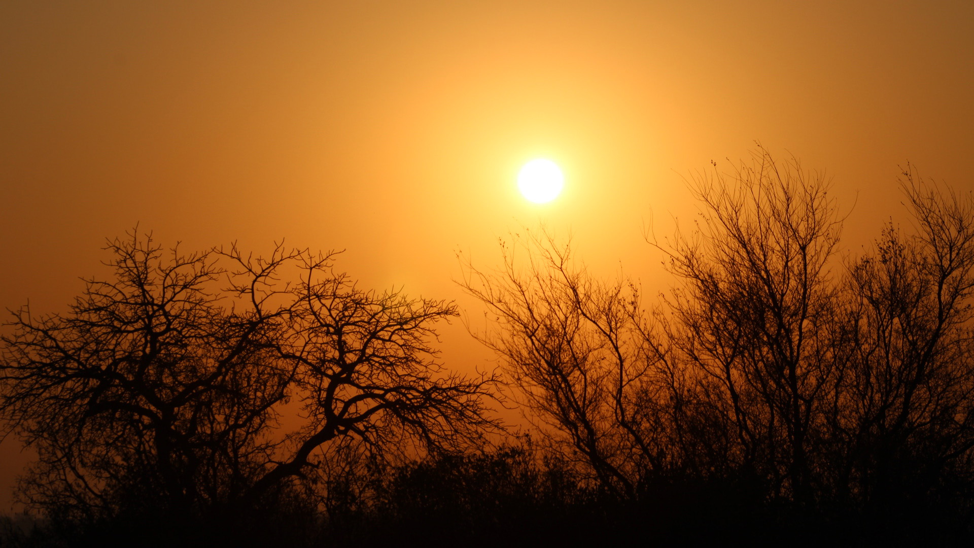 Sunset with silhouetted bare-branched trees against a glowing orange sky.