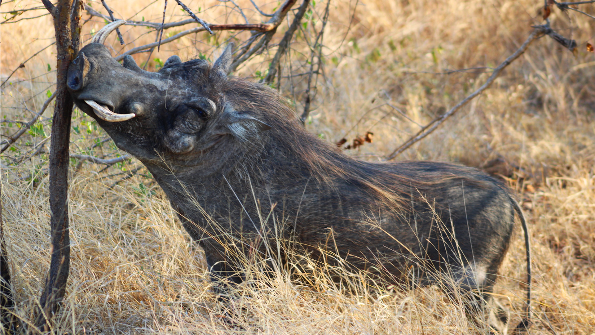 Warthog rubbing its head against a tree in a dry, grassy area.