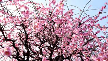 UC Davis Internship Abroad Japan, Photo Album, Header