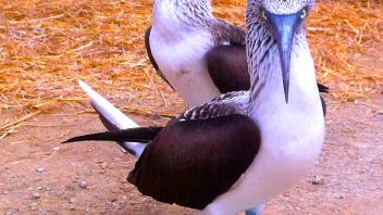 UC Davis Study Abroad, Summer Abroad Ecuador Program, Photo Album, Image 10