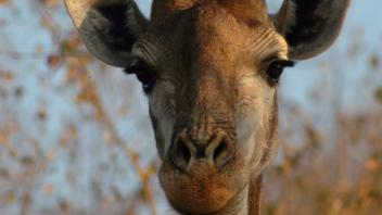 UC Davis Study Abroad, Internship Abroad South Africa Durban Program, Photo Album, Image 7