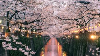 UC Davis Study Abroad, Internship Abroad Japan Program, Photo Album, Image 5