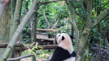 UC Davis Study Abroad, Summer Abroad China Program, Photo Album, Image 11