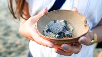 UC Davis Study Abroad, Quarter Abroad Mexico Program, Photo Album, Image 31