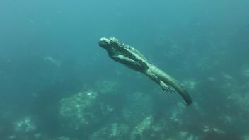 UC Davis Study Abroad, Summer Internships Abroad Ecuador Program, Photo Album, Image 2