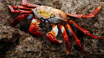 UC Davis Study Abroad, Summer Internships Abroad Ecuador Program, Photo Album, Image 6