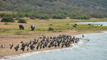 Hippos and birds drinking alongside a river