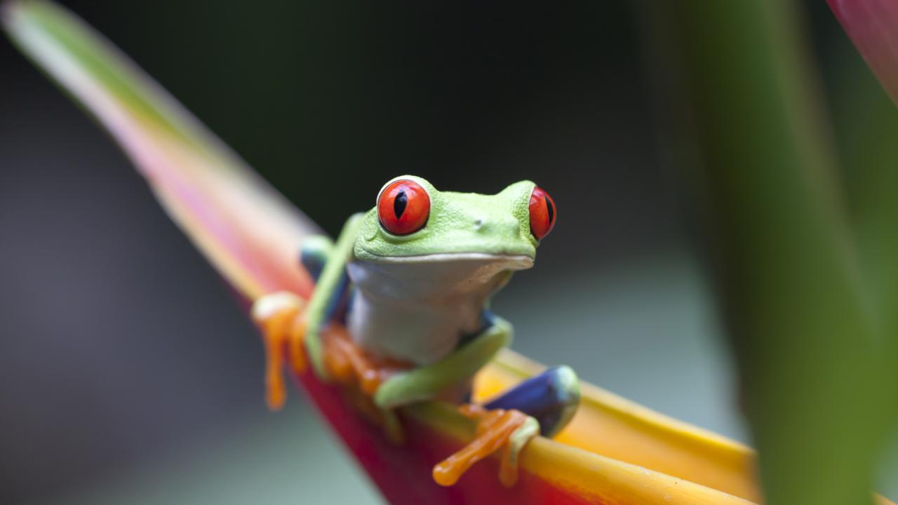 UC Davis Summer Internship Costa Rica, Photo Album, Header