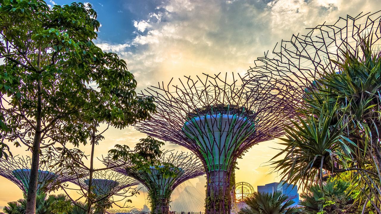 UC Davis Summer Internships Abroad Singapore, Photo Album, Header