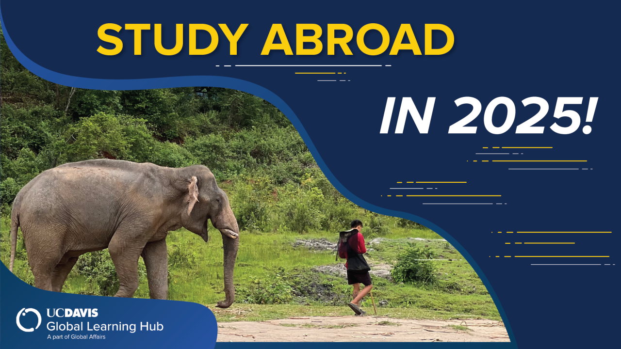 A promotional graphic for UC Davis Global Learning Hub encouraging students to 'Study Abroad in 2025.' The top half of the image features bold yellow and white text against a dark blue background. The lower portion shows a person walking beside an elephant in a grassy, forested area. The UC Davis Global Learning Hub logo appears in the bottom left corner. The overall design includes curving borders and stylized yellow accents.