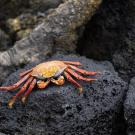 UC Davis Study Abroad, Summer Internships Abroad Ecuador, Marine Research Program, Header Image