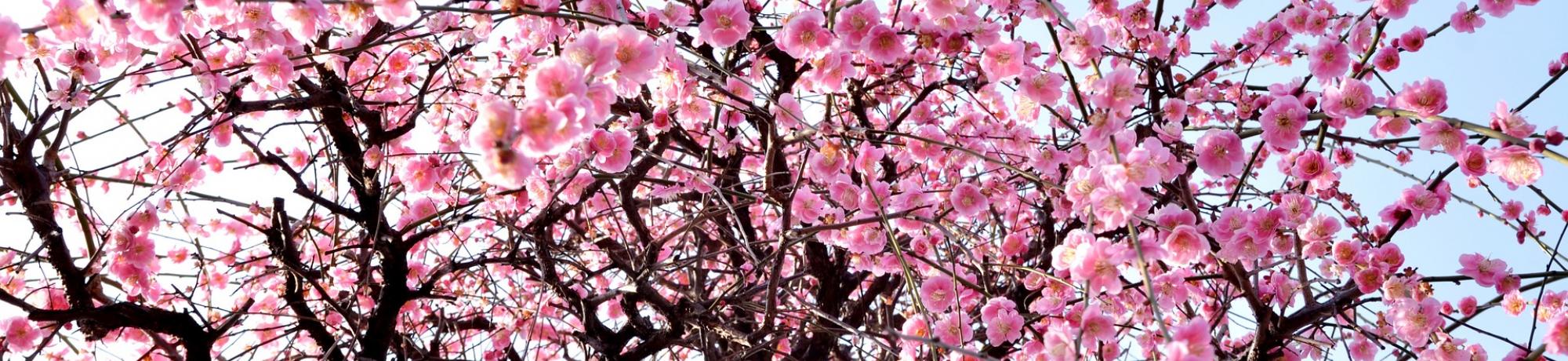 UC Davis Internship Abroad Japan, Photo Album, Header