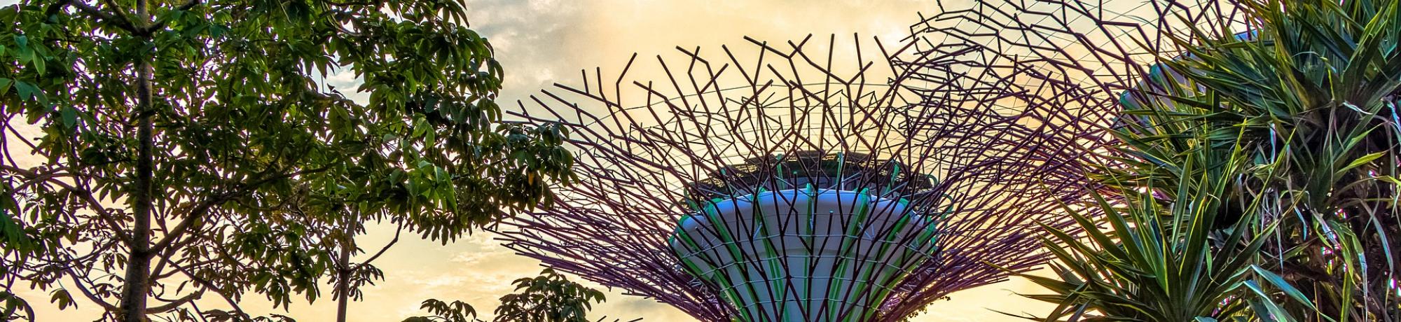 UC Davis Summer Internships Abroad Singapore, Photo Album, Header