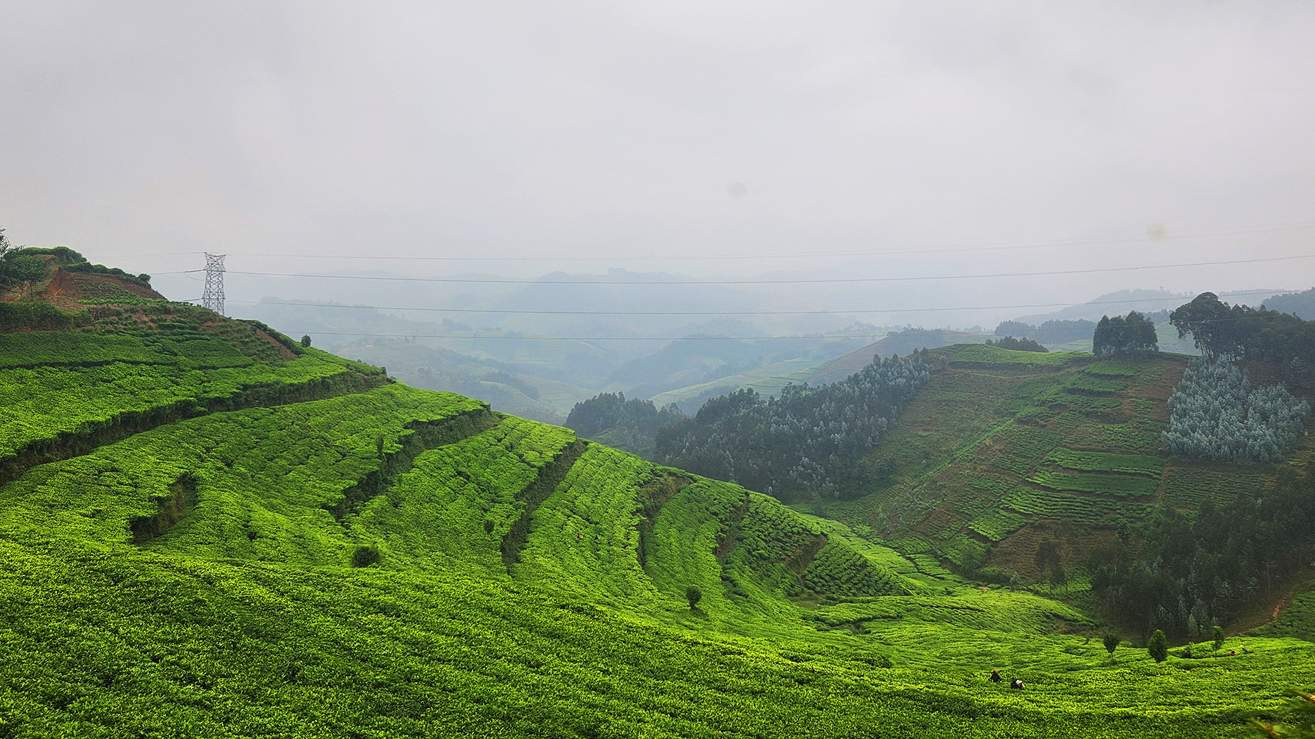 Rolling green hills in Rwanda covered with terraced farmland and tea plantations, with misty mountains in the distance.