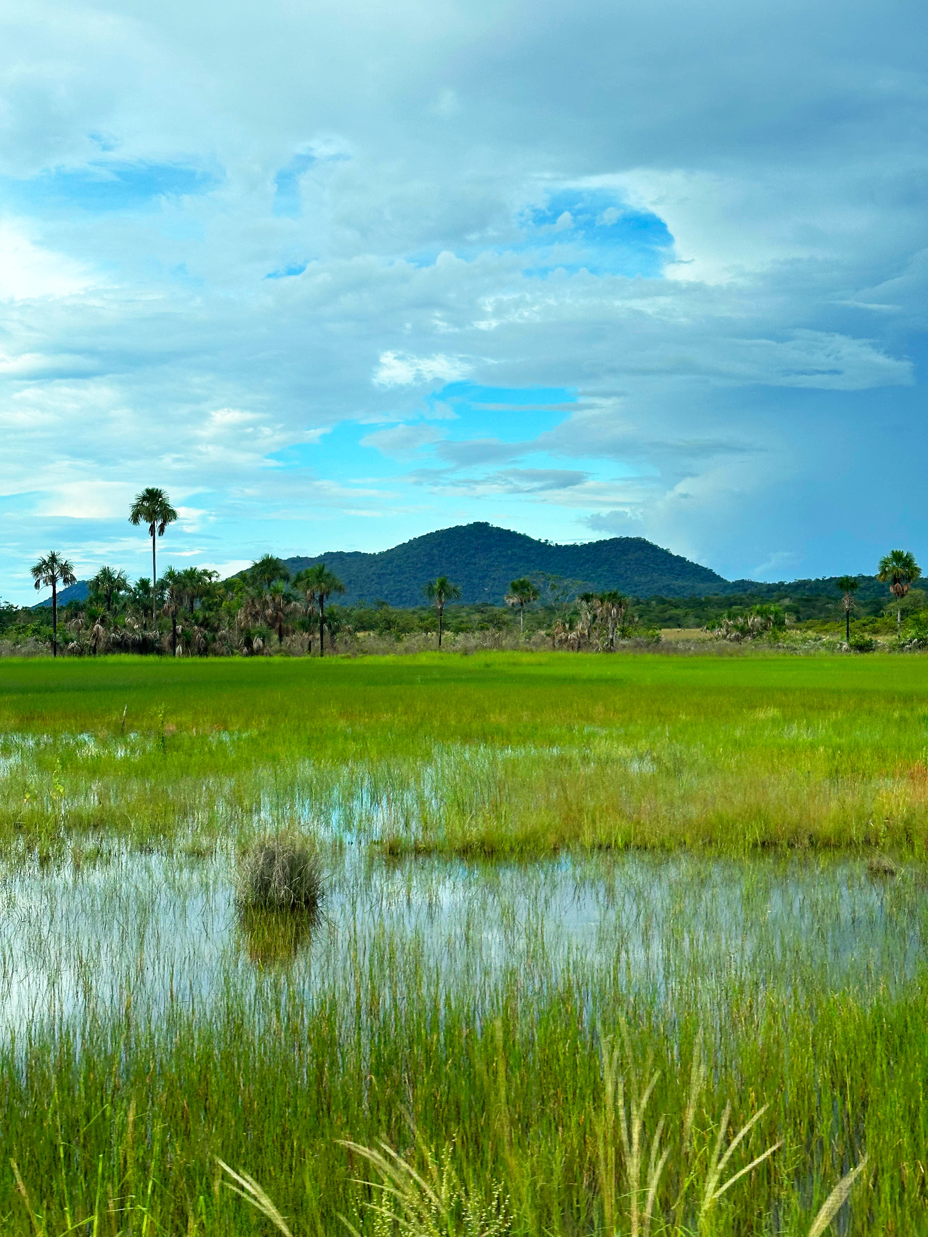 A serene landscape with a lush green wetland in the foreground, featuring tall grasses and reflective water patches. In the distance, scattered palm trees lead up to a small, tree-covered hill under a dramatic sky filled with thick clouds and patches of blue. The scene conveys a sense of tranquility and natural beauty.
