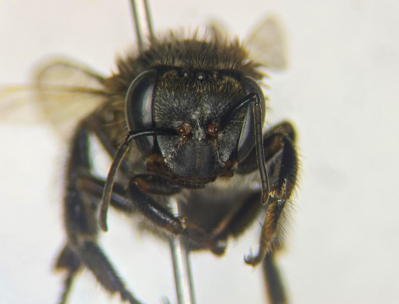 A close-up view of a bee with its head raised, showcasing its intricate features and delicate wings.