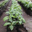 Header Image, Study Abroad in International Agricultural Development