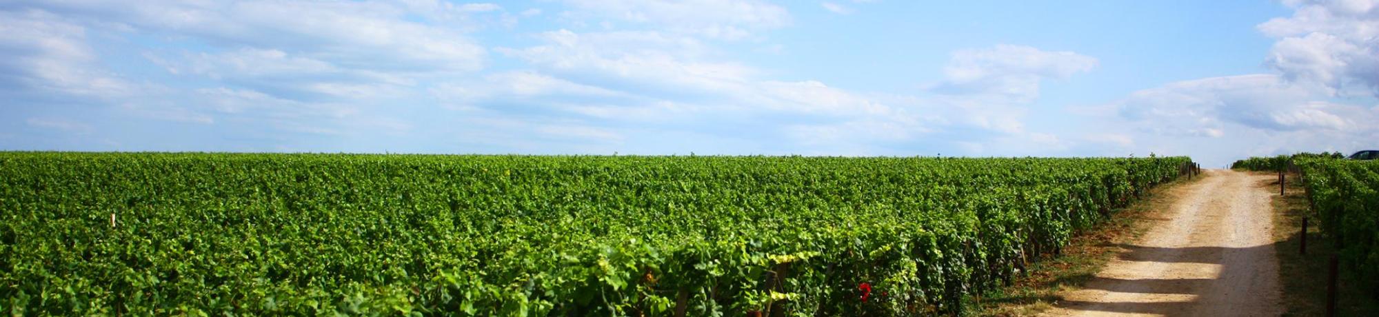 Header Image, Study Abroad in Viticulture and Enology