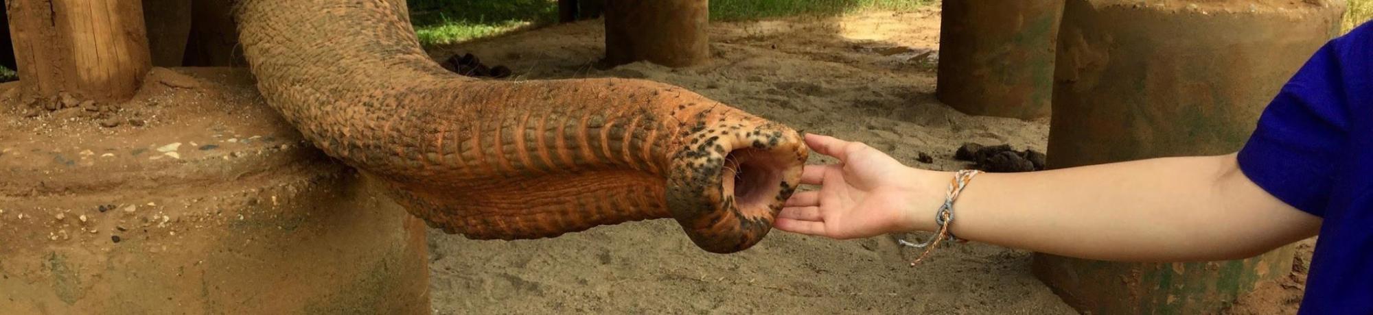 An elephant's trunk extends toward a person's hand in a natural setting.