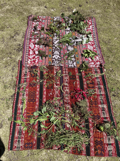 Red patterned rug on grass with scattered green branches and herbs